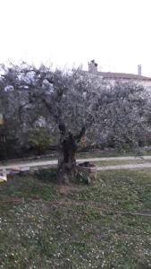 Ảnh trong thư viện ảnh của L'Olivette ở Montfrin