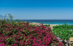 two bushes with pink flowers on the beach at Panorama Hotel in Falasarna
