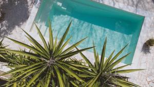 a green plant in front of a blue window at Hôtel Le Sud in Juan-les-Pins