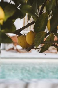 a bunch of yellow fruits hanging from a tree at Hôtel Le Sud in Juan-les-Pins