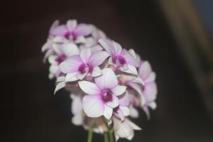 Fotografie z fotogalerie ubytování Bendito Recanto v destinaci Penedo