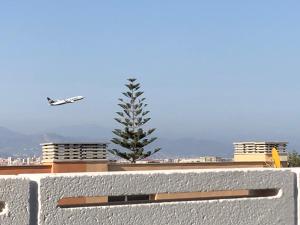 a large bird flying over a tree in front of a building at La Macarena Airport in Málaga