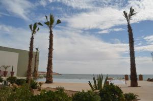 a group of palm trees on the beach at Dakhla South Bay in Dakhla