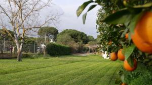 Vonkajšia záhrada v ubytovaní EL ALFOLI. CASA RURAL CERCA DEL MAR