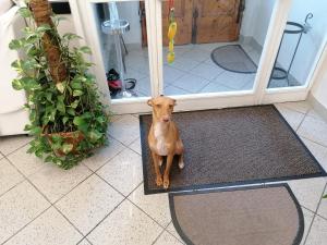 Domácí mazlíčci ubytovaní s hosty v ubytování Hotel Cilene