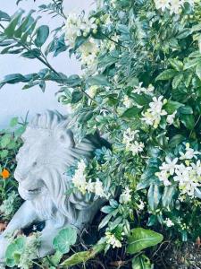 una estatua de un león en un arbusto con flores en Boord Guest House, en Stellenbosch