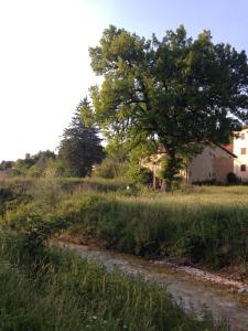 un arbre au milieu d’un champ avec un ruisseau dans l'établissement Antica Quercia B&B, à Pievebovigliana