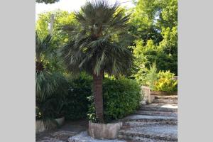 un palmier dans un pot dans un jardin dans l'établissement Green Park, à Silvi Paese
