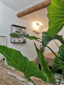 a large green leafy plant in a room at Villa "La Crau" in Arles