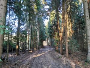 a dirt road in the middle of a forest at Nuthatch Lodge in Kings Lynn