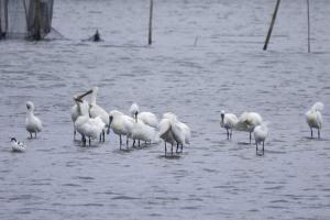 Fotografija v galeriji nastanitve Water Bird Family v mestu Toucheng