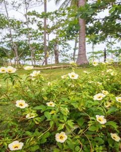 a group of white flowers in a field with a tree at Camotes Eden in Himensulan