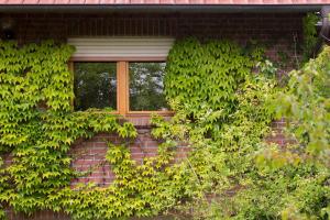 a window on a brick building with green ivy at Ferienwohnung Meinersen in Meinersen