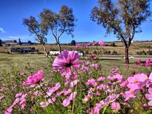 a field of pink flowers with trees in the background at Bathurst Gold Panner in Bathurst