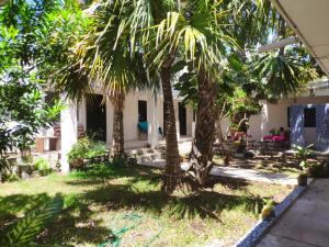 a house with palm trees in the yard at Bea rooms and studios in Cozumel
