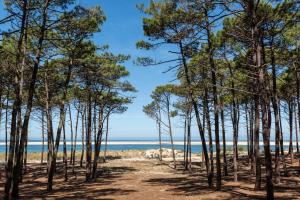 un chemin à travers les pins sur la plage dans l'établissement Les pignots Logement T2 Bassin Arcachon, à Gujan-Mestras 11 autres photos
