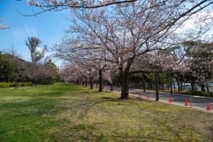 a row ofakura trees in a park with a road at Tabist Daibou Ichihara Mens Only in Ichihara