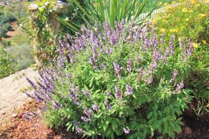 Ein Garten an der Unterkunft Can Bac
