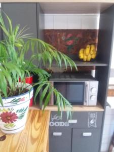 a counter with two potted plants and a microwave at near airport in Las Lagunas