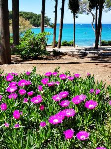 a bunch of pink flowers in front of the ocean at Holiday home Pavarotti in Supetar