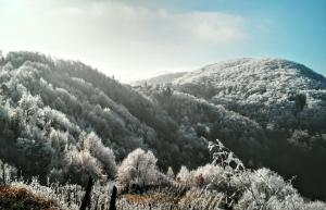 Una montaña cubierta de árboles con nieve. en Discover the magic of nature, en Slani Dol