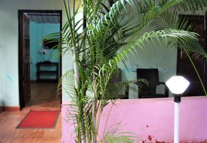 Pokój z różową ścianą z rośliną w obiekcie Dipty Welcome Stay w mieście Vagator
