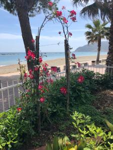 un giardino con fiori rosa di fronte a una spiaggia di Piccolo hotel le Palme a San Bartolomeo al Mare