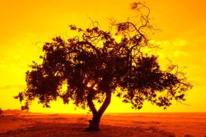 un árbol en medio de un desierto con una puesta de sol en Casa Della en Luis Correia