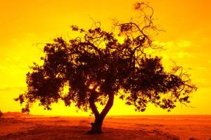 a tree in the middle of a desert with a sunset at Casa Della in Luis Correia