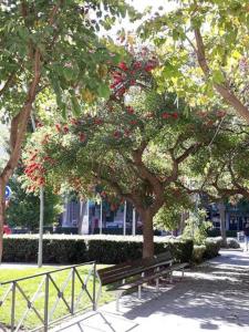 un banco del parque sentado bajo un árbol con flores rojas en PETITE CHAMBRE D'HÔTES LITS SUPERPOSES avec SALLE DE BAINS PRIVEE CHEZ CATHERINE A REUS en Reus
