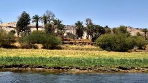 un bacino d’acqua con palme e un fiume di Habibi Nubian Guest House-Nubian Hospitality a Aswan
