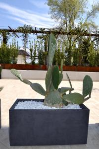 a cactus in a black planter in a yard at aura AR holiday-home in Peschiera del Garda