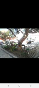 un arbre dans un parc à côté d'un banc dans l'établissement Guest House Pacifica, à Quarteira