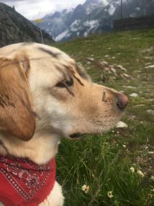 Pension Alpin kisállat-vendégei