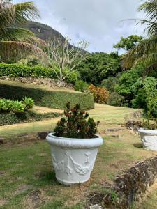 a large white pot with a plant in the grass at Guest House Tânia Alves in Pratinha