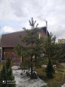 a pine tree in front of a house at Sak Mini Hotel in Zelenograd