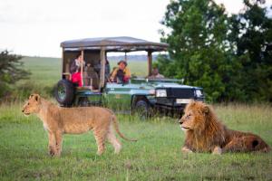 two lions standing in the grass with a safari at Nahubwe Safari Lodge in Ngoma