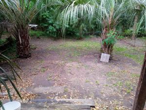 a garden with two trees in the dirt at 4 aguas in Santa Ana