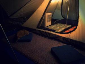 a cat is standing on the floor of a tent at Jimmy Explorer Campsite and Dive Center in Lanyu