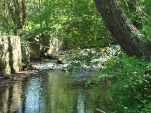Ferienwohnung Zum alten Zollhaus في بيرغن: تيار ماء مع شجرة بجواره