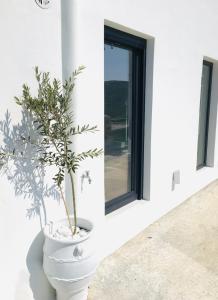 una planta en una olla blanca al lado de un edificio en AESIS en Krokos