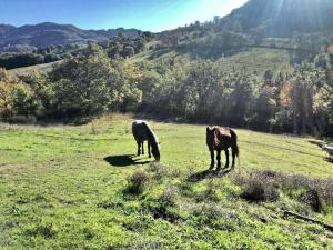 due cavalli che pascolano in un prato di Agriturismo La Castellana ad Assisi