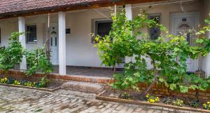 Zahrada ubytování Julia Apartman
