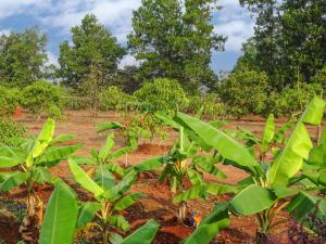 a field of green plants with trees in the background at AARYA FARM in Bhom