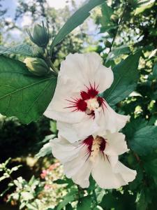 a close up of a white flower on a tree at Villa FeWo mit separaten Schlafmöglichkeiten, zentral gelegen in Chemnitz