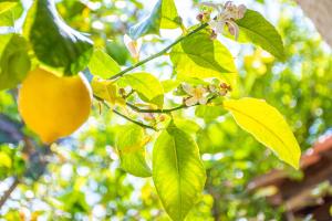 Zahrada ubytování Lemon Tree Zante city Apartment by "elite"