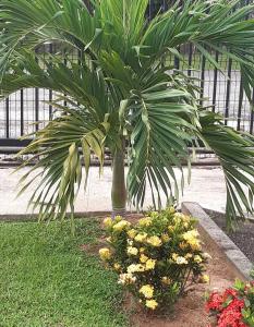 a palm tree in a garden with flowers at Emeraude in Cayenne