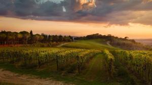een wijngaard in een veld met een zonsondergang op de achtergrond bij Tenuta San Vito In Fior Di Selva in Montelupo Fiorentino