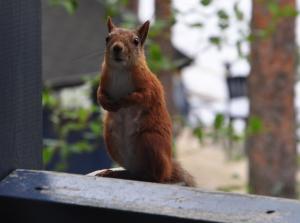 別荘の敷地内または近くにいる動物