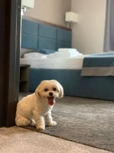 a small white dog standing in front of a door at Hotel Sleep Wrocław in Wrocław